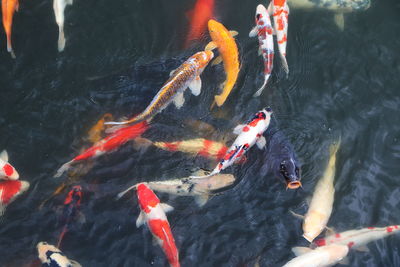 High angle view of koi carps swimming in lake