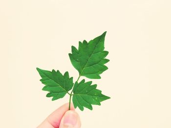 Close-up of hand holding leaves against white background
