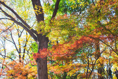 Low angle view of autumn trees
