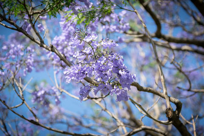 Low angle view of cherry blossoms in spring