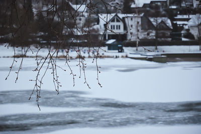 Close-up of frozen plants against trees over lake