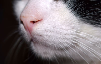 Close-up of cat mouth against black background