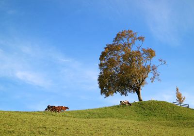 Tree on field against sky