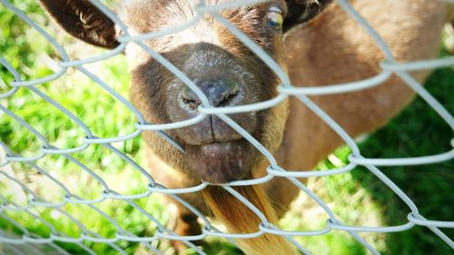 Close-up of a horse