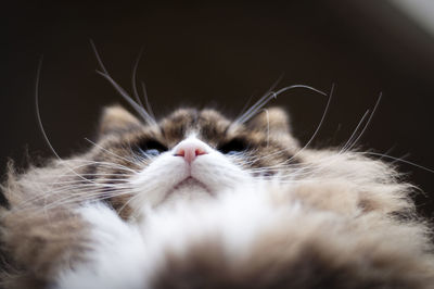 Close-up of a cat