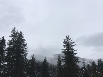 Low angle view of trees against sky