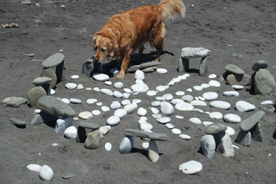 High angle view of birds on ground