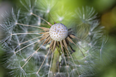 Close-up of dandelion on plant