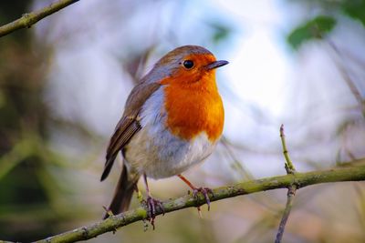 Close-up of robin perching on branch