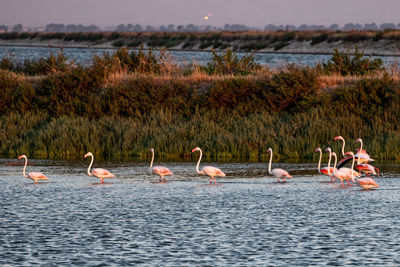 Flamingos in salt flat