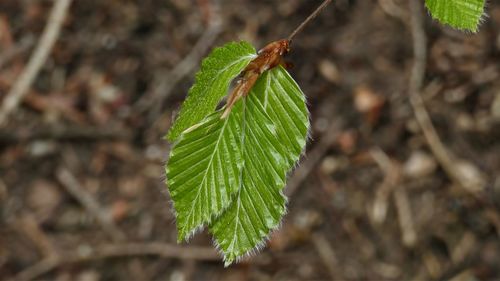 Close-up of leaf on branch