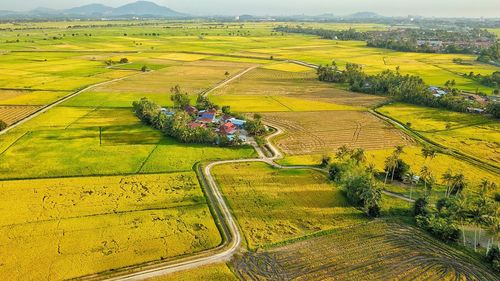 High angle view of agricultural field