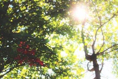 Low angle view of tree against sky