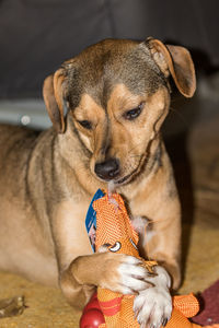 Close-up of dog sitting on hand