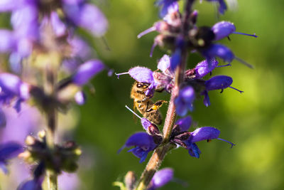 Close-up of bee pollinating on purple flowering plant