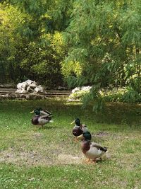 Ducks on a field