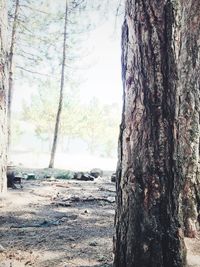 Close-up of tree trunk in forest