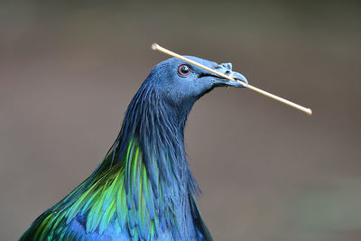 Close up of a nicobar pigeon with a twig in its beak 