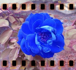 Close-up of blue flowers