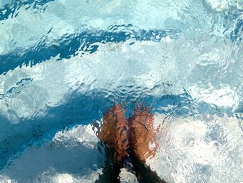 Close-up of turtle in swimming pool