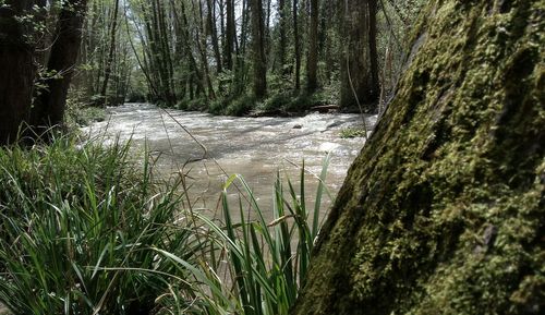 Scenic view of waterfall in forest