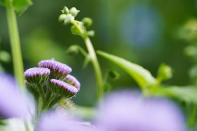 Close-up of purple flowering plant