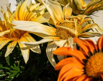 Close-up of sunflower