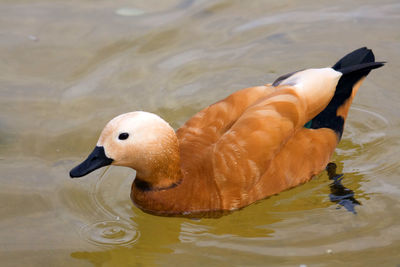 Close-up of duck swimming in lake