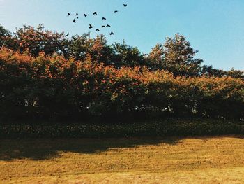 Trees against clear sky