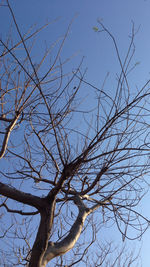 Low angle view of bare trees against blue sky