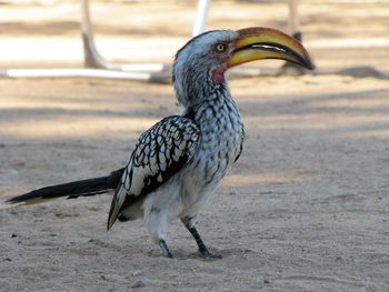 Hornbill bird in namibia, africa