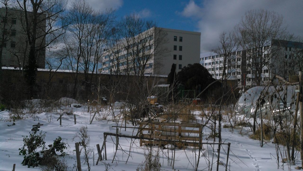 SNOW COVERED TREES BY BUILDINGS IN CITY