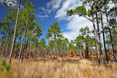 Panoramic view of trees in forest against sky