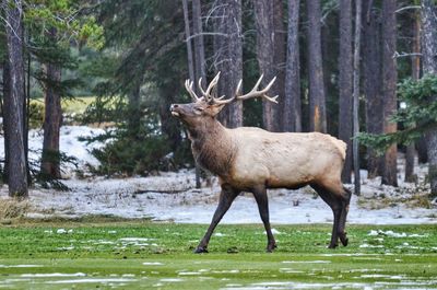 Deer standing in a forest