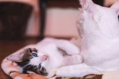 Close-up portrait of a cat