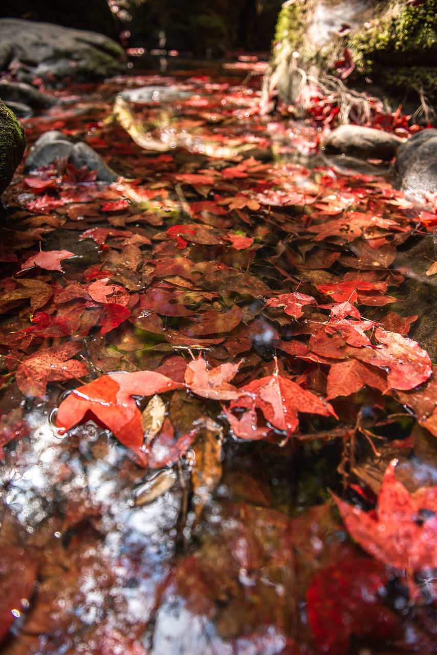 CLOSE-UP OF MAPLE LEAVES ON WATER