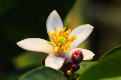 Close-up of flower blooming outdoors