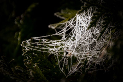 Close-up of spider web on plant