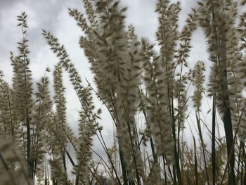 Close-up of flowering plants on snow covered field