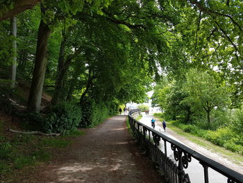 Road amidst trees