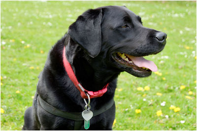 Black dog looking away