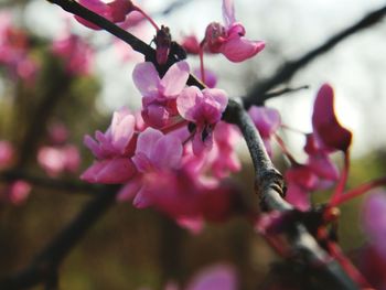 Close-up of pink flowers on branch