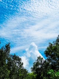 Low angle view of trees against sky