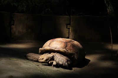 Giant tortoise on field at night