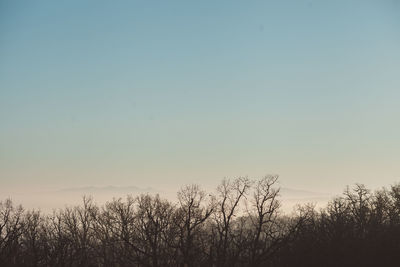 Silhouette trees against clear sky during sunset