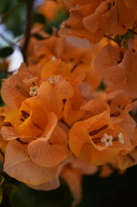 Close-up of flowers