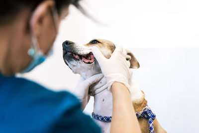 Crop doctor in gloves examining teeth of obedient dog while working in contemporary vet clinic on white background