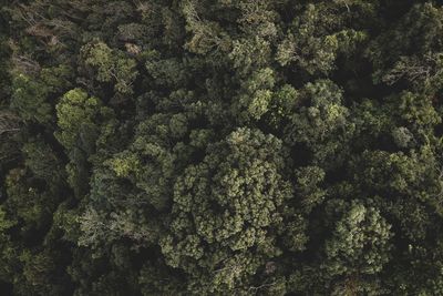 Full frame shot of moss covered tree