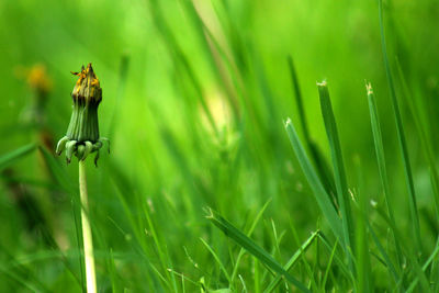 Close-up of insect on plant