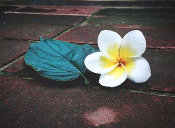 Close-up of frangipani on flower